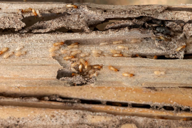 Best Rodent Control Near Me  in Pflugerville, TX