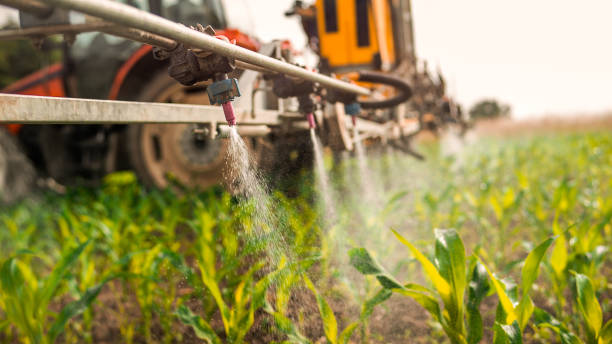 Best Ant Control Services  in Pflugerville, TX